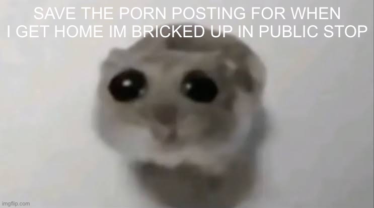 Sad Hamster | SAVE THE PORN POSTING FOR WHEN I GET HOME IM BRICKED UP IN PUBLIC STOP | image tagged in sad hamster | made w/ Imgflip meme maker