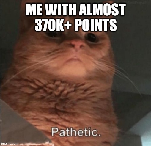 Pathetic Cat | ME WITH ALMOST 370K+ POINTS | image tagged in pathetic cat | made w/ Imgflip meme maker