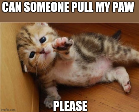 Pull | CAN SOMEONE PULL MY PAW; PLEASE | image tagged in help me kitten,funny memes | made w/ Imgflip meme maker