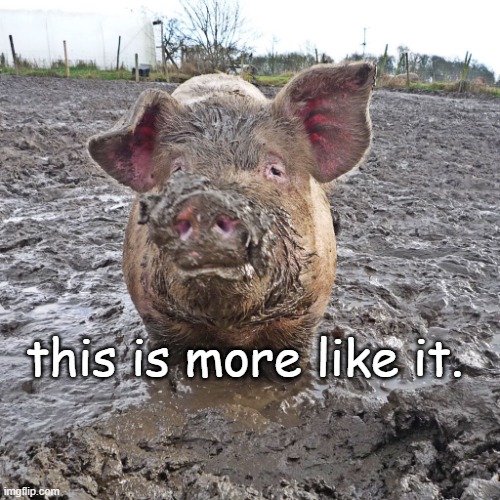 pig in mud | this is more like it. | image tagged in pig in mud | made w/ Imgflip meme maker