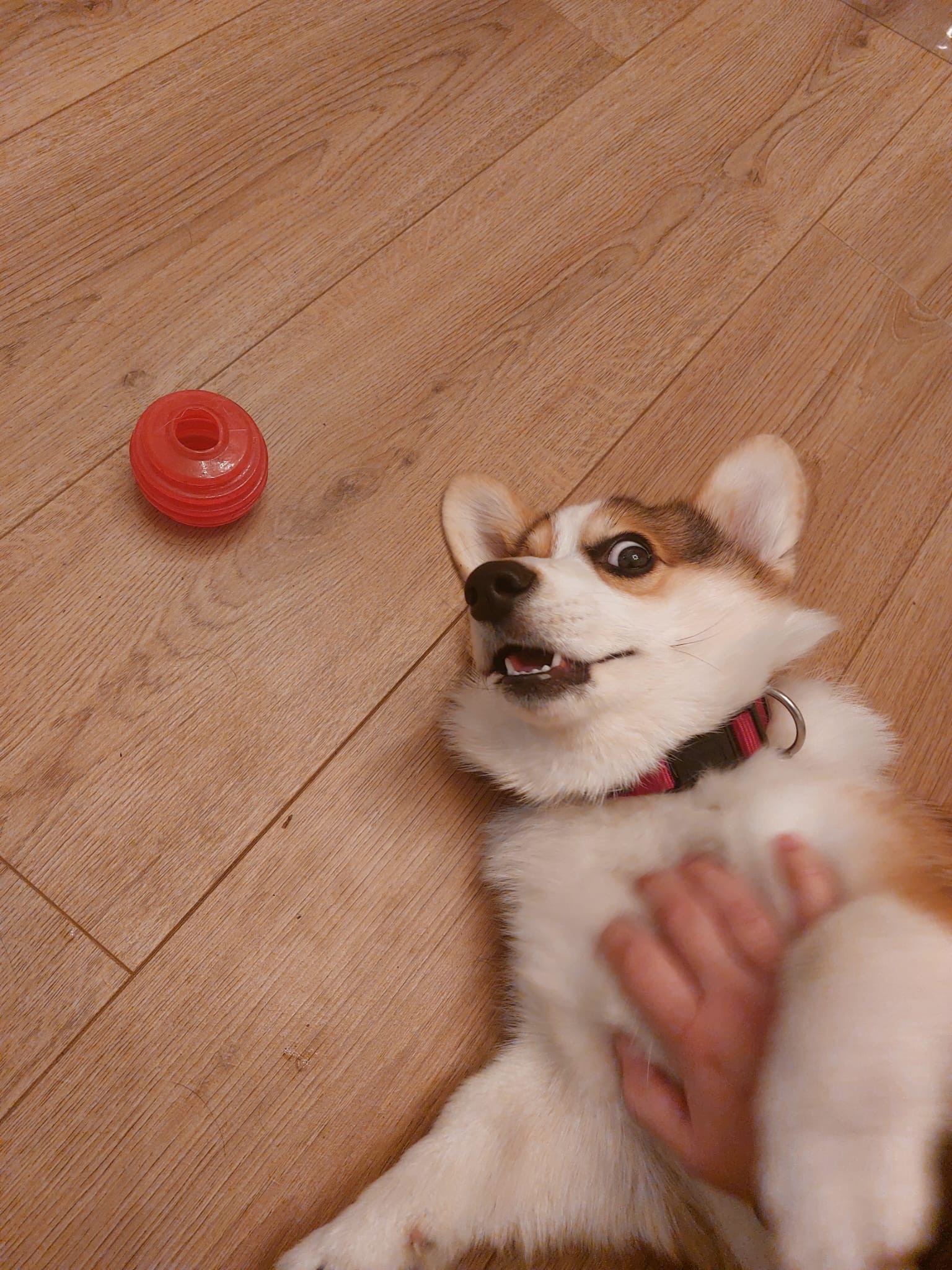 Surprised corgi Blank Meme Template