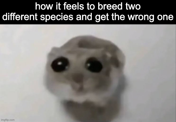 how many fucking sauriums am I GOING TO BREED BY COMPLETE FUCKING ACCIDENT | how it feels to breed two different species and get the wrong one | image tagged in sad hamster | made w/ Imgflip meme maker