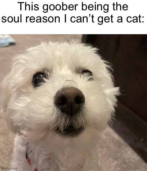 On topic question about people trying to speedrun bans should I get mod back I was good with enforcing the rules under permissio | This goober being the soul reason I can’t get a cat: | made w/ Imgflip meme maker