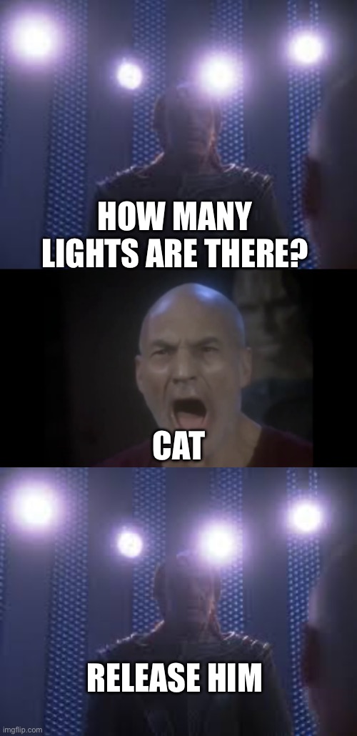 HOW MANY LIGHTS ARE THERE? CAT; RELEASE HIM | image tagged in 4 lights,cats | made w/ Imgflip meme maker