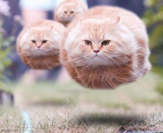 Flying cats | image tagged in flying cats | made w/ Imgflip meme maker