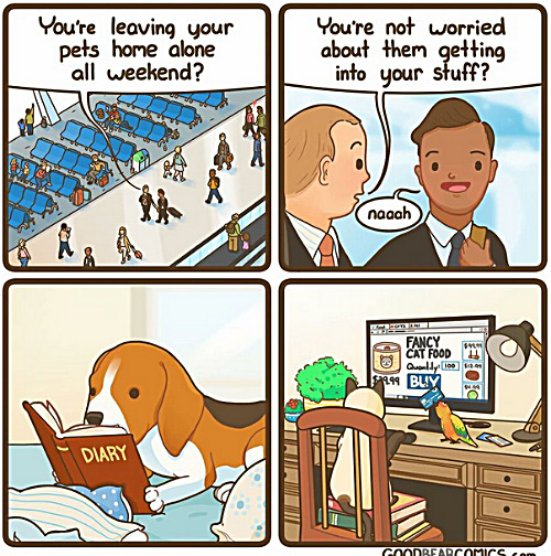 Back home... | image tagged in memes,comics,pets,dogs,cats | made w/ Imgflip meme maker