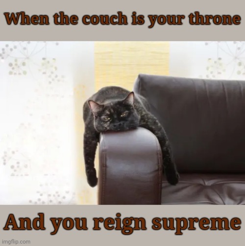 Well we know who's the boss in that house | When the couch is your throne; And you reign supreme | image tagged in memes,cats,animals | made w/ Imgflip meme maker