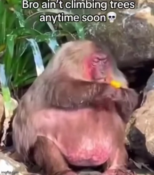 Big back monkey | image tagged in memes,funny,animals,dark humor | made w/ Imgflip meme maker