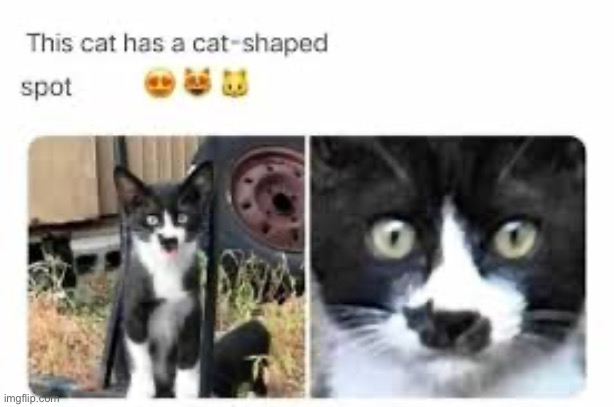 Cat shaped spot on the a Cat | image tagged in memes,funny,cats,wholesome | made w/ Imgflip meme maker