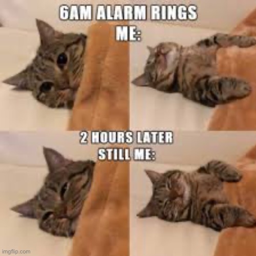 Living the Cat Life | image tagged in memes,funny,relatable,cats,sleeping | made w/ Imgflip meme maker