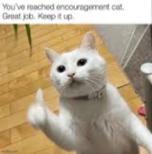 Keep up the loving | image tagged in memes,funny,cats,love,lgbtq | made w/ Imgflip meme maker