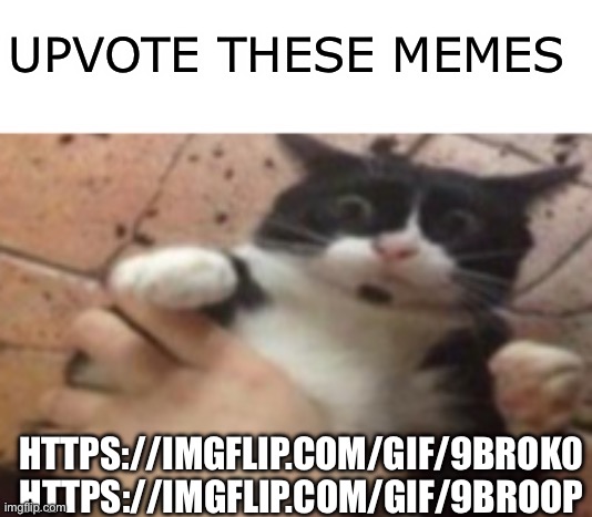 Babe wake up, we have actual memes we can relate too | UPVOTE THESE MEMES; HTTPS://IMGFLIP.COM/GIF/9BROK0 HTTPS://IMGFLIP.COM/GIF/9BROOP | image tagged in cat caught in 4 k | made w/ Imgflip meme maker