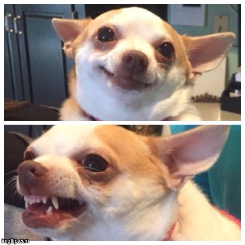 chihuahua bipolar | image tagged in chihuahua bipolar | made w/ Imgflip meme maker