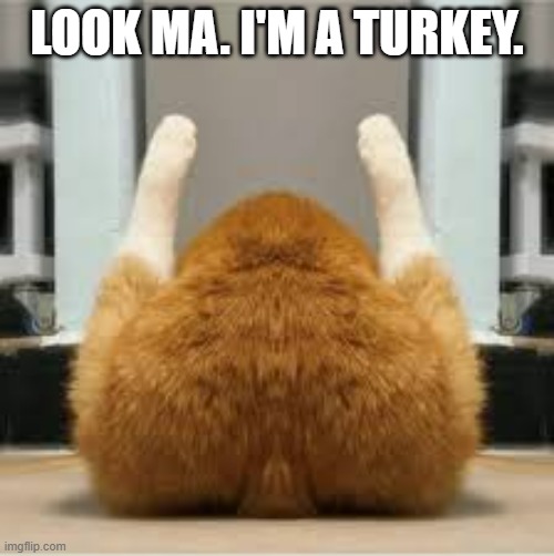 memes by Brad - cat tries to look like a turkey on thanksgiving - humor - | LOOK MA. I'M A TURKEY. | image tagged in cats,funny,kittens,thanksgiving,turkey,humor | made w/ Imgflip meme maker