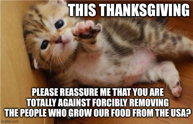 Thanksgiving peace help me kitten | THIS THANKSGIVING; PLEASE REASSURE ME THAT YOU ARE TOTALLY AGAINST FORCIBLY REMOVING THE PEOPLE WHO GROW OUR FOOD FROM THE USA? | image tagged in help me kitten | made w/ Imgflip meme maker