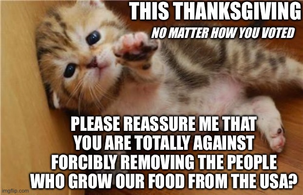 Thanksgiving help me kitten | THIS THANKSGIVING; NO MATTER HOW YOU VOTED; PLEASE REASSURE ME THAT YOU ARE TOTALLY AGAINST FORCIBLY REMOVING THE PEOPLE WHO GROW OUR FOOD FROM THE USA? | image tagged in help me kitten | made w/ Imgflip meme maker