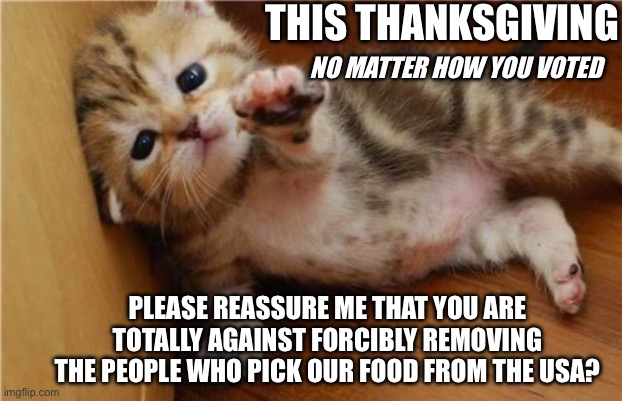 Thanksgiving peace help me kitten | THIS THANKSGIVING; NO MATTER HOW YOU VOTED; PLEASE REASSURE ME THAT YOU ARE TOTALLY AGAINST FORCIBLY REMOVING THE PEOPLE WHO PICK OUR FOOD FROM THE USA? | image tagged in help me kitten | made w/ Imgflip meme maker