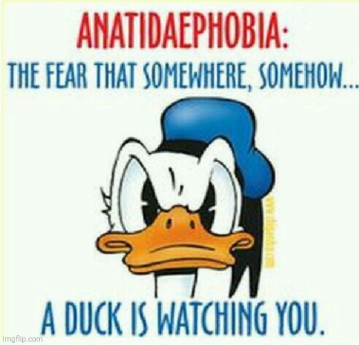 Quack quack uh oh... | image tagged in quack,duck,ducks,donald duck,fear,duckling | made w/ Imgflip meme maker