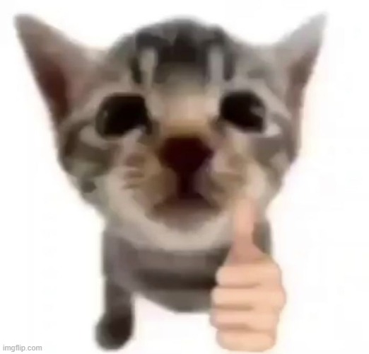 Ok cat | image tagged in ok cat | made w/ Imgflip meme maker