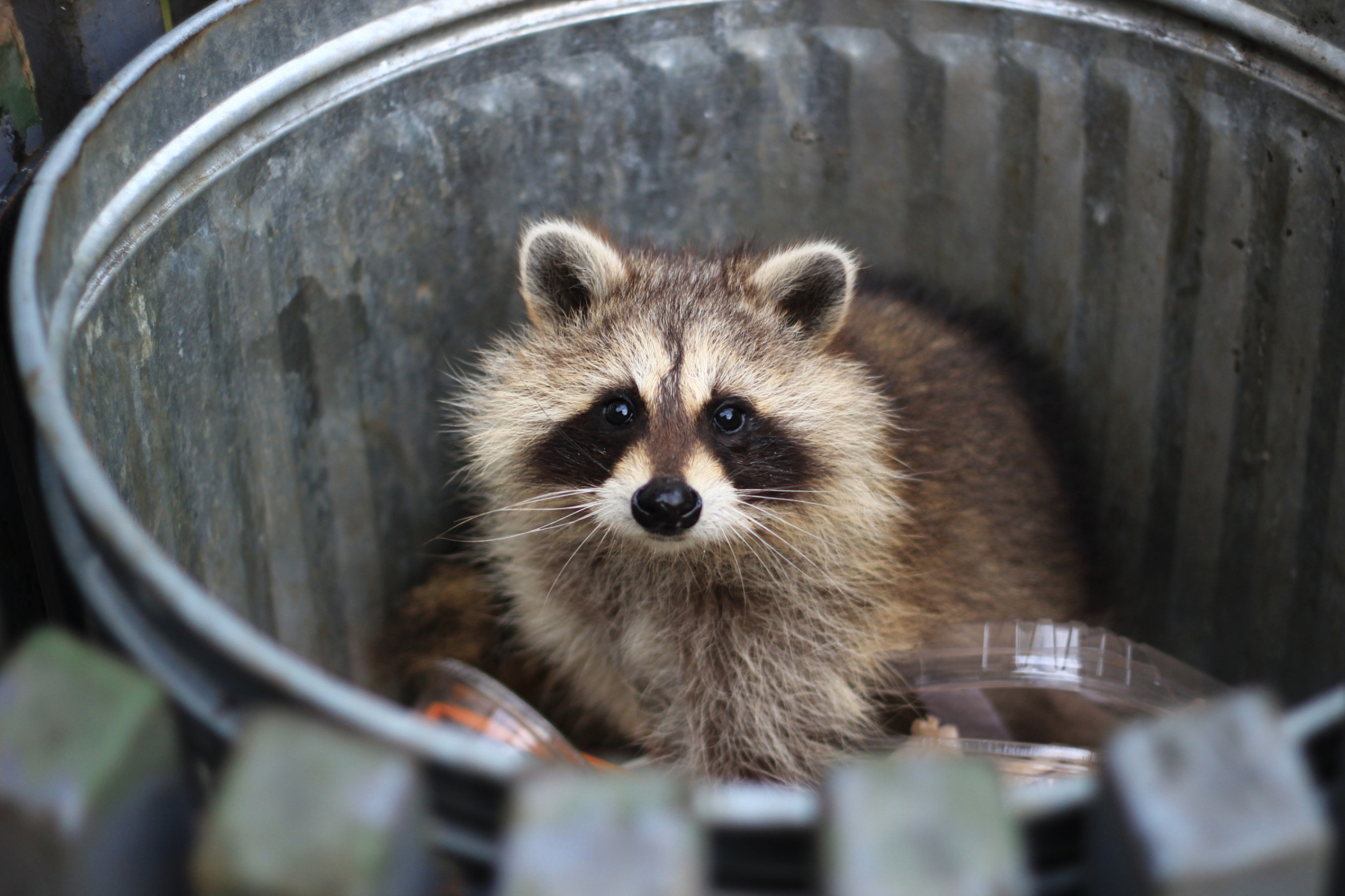 Trashpanda Blank Meme Template