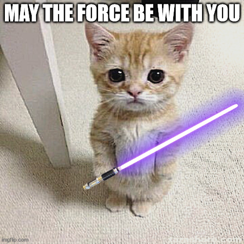 may the force be with u | MAY THE FORCE BE WITH YOU | image tagged in cat,cats,funny memes,star wars | made w/ Imgflip meme maker