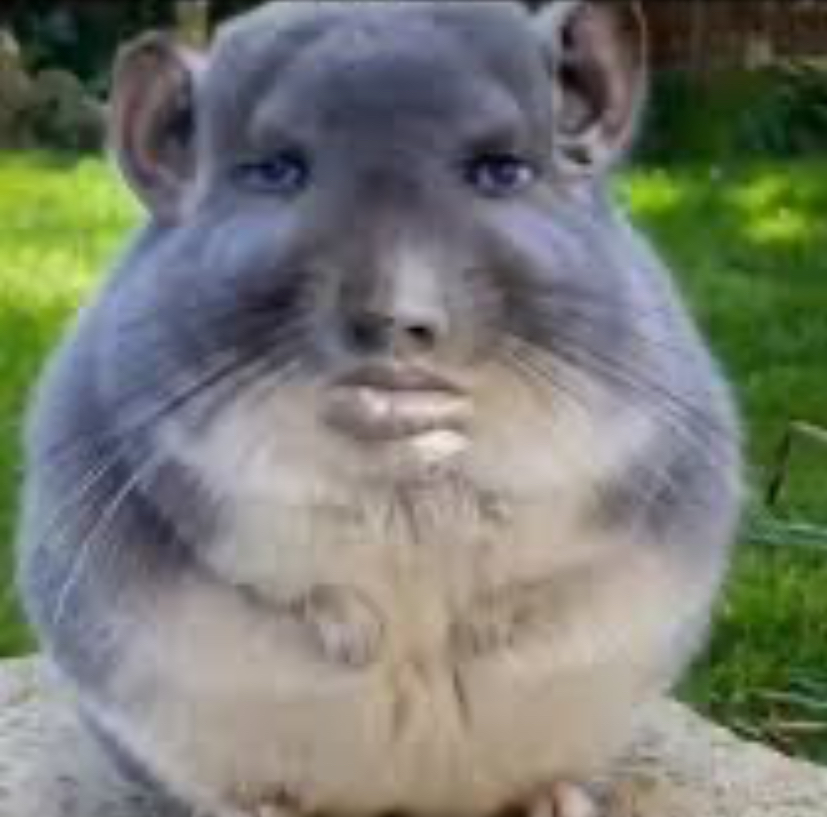 Human Chinchilla Blank Meme Template
