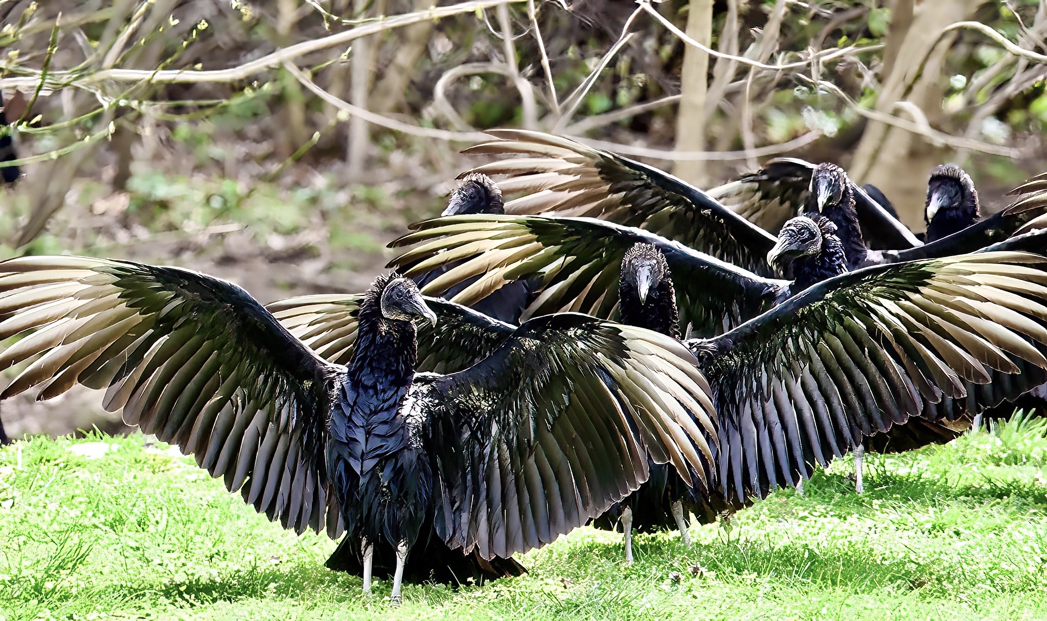 Turkey Vulture Blank Meme Template