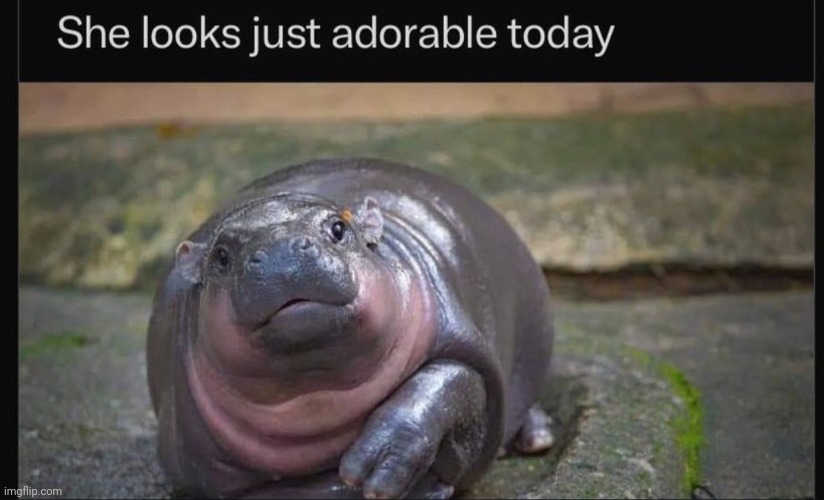 Adorable Moo Deng! | image tagged in hippo,hippopotamus,animals,zoo,cute,pets | made w/ Imgflip meme maker