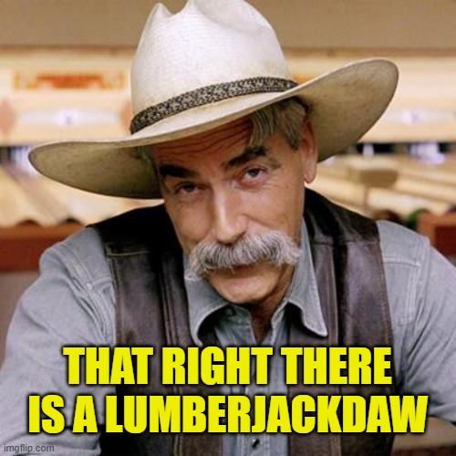 SARCASM COWBOY | THAT RIGHT THERE IS A LUMBERJACKDAW | image tagged in sarcasm cowboy | made w/ Imgflip meme maker