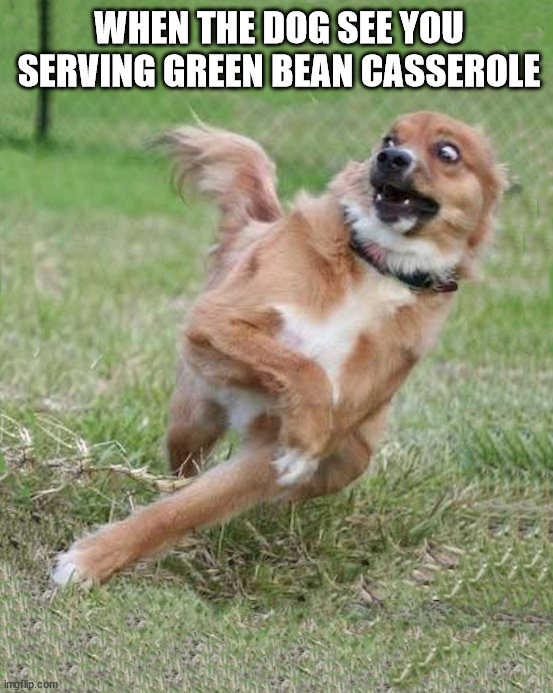 What did you make? | WHEN THE DOG SEE YOU SERVING GREEN BEAN CASSEROLE | image tagged in dogs | made w/ Imgflip meme maker