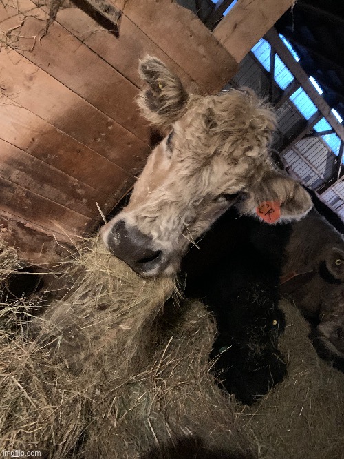 I love working at a farm | made w/ Imgflip meme maker