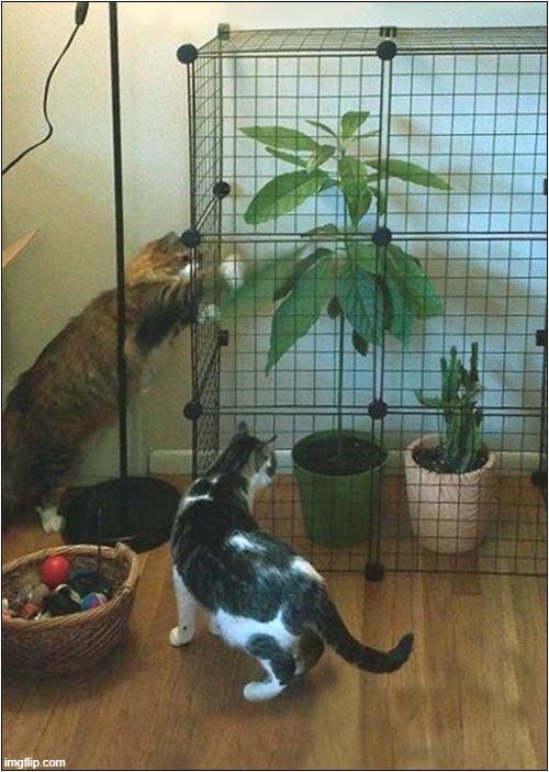 They Really Wanted To Destroy Those Plants ! | image tagged in cats,plants,destroy,thwarted,cage | made w/ Imgflip meme maker