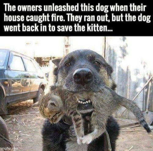 big dog saves tiny kitten! | image tagged in cutie cat,super dog | made w/ Imgflip meme maker