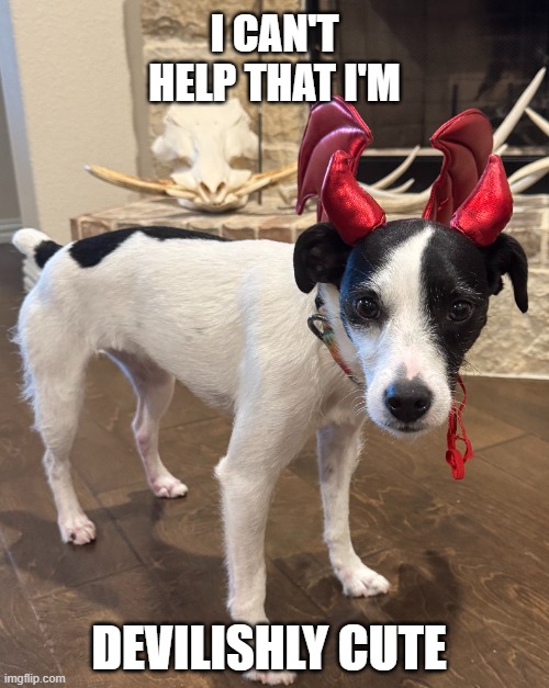 I can't help I am devilishly cute | I CAN'T HELP THAT I'M; DEVILISHLY CUTE | image tagged in dogs,halloween,cute,cute dog,sorry not sorry | made w/ Imgflip meme maker