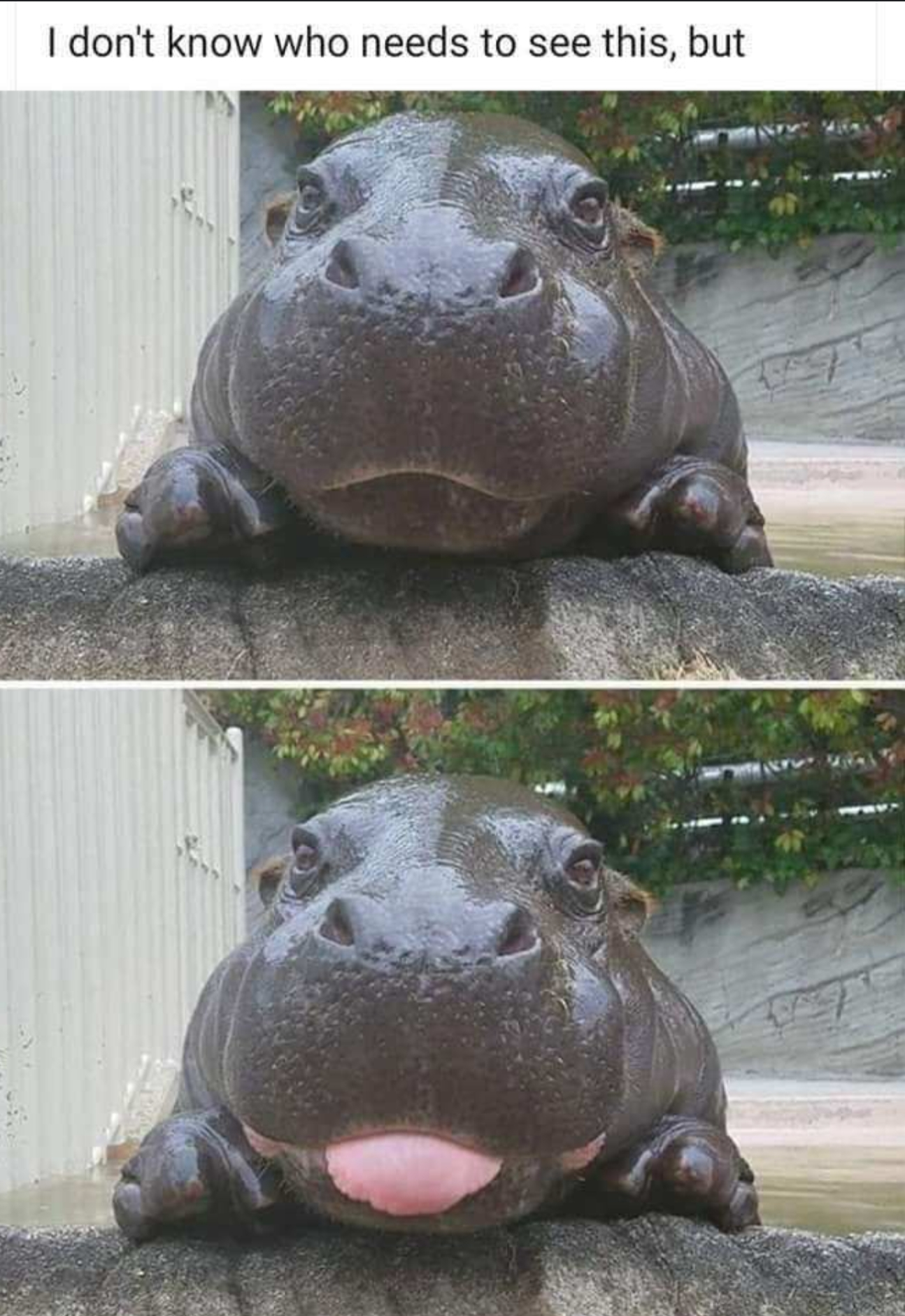 High Quality Hippopotamus Blank Meme Template