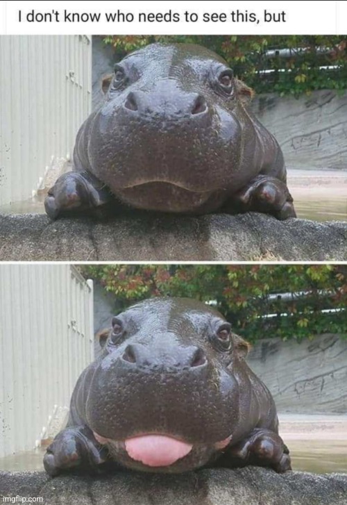 Have a good one. | image tagged in hippo,hippopotamus,animals,animal,cute,cute animals | made w/ Imgflip meme maker