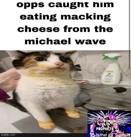 Macking cheese cat | image tagged in macking cheese cat | made w/ Imgflip meme maker