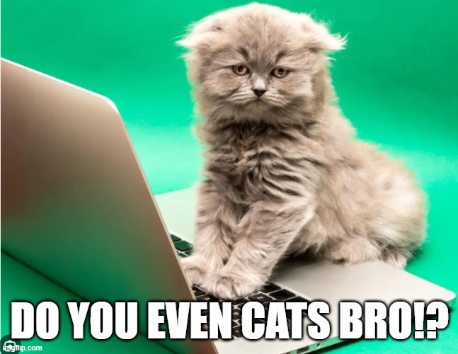 cats reminder | DO YOU EVEN CATS BRO!? | image tagged in cats,timesheet reminder,timesheet meme,timesheet | made w/ Imgflip meme maker