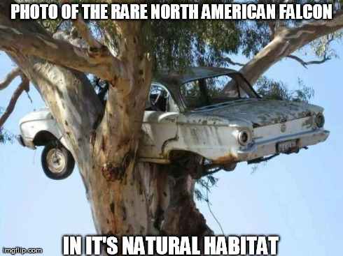 PHOTO OF THE RARE NORTH AMERICAN FALCON IN IT'S NATURAL HABITAT | image tagged in ford,falcon tree,ca in tree | made w/ Imgflip meme maker