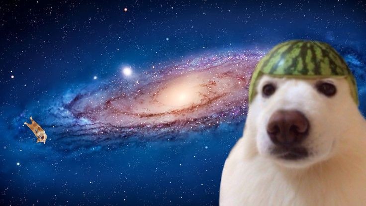 watermelon dog Blank Meme Template