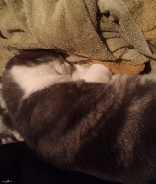 Kitty eeping | made w/ Imgflip meme maker