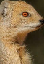 Rikki Tikki Tavvi Blank Meme Template