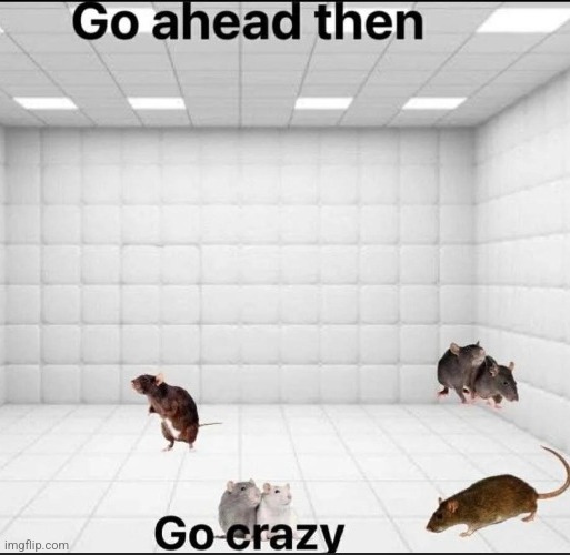 Go ahead then, go crazy | image tagged in go ahead then go crazy | made w/ Imgflip meme maker