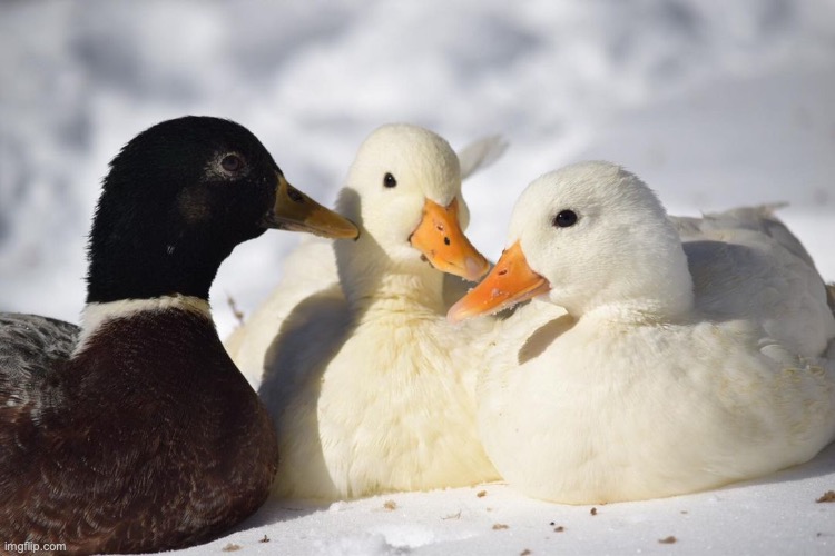 Dunkin Ducks | image tagged in dunkin ducks | made w/ Imgflip meme maker