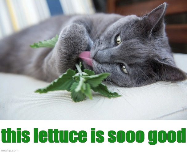 this lettuce is sooo good | made w/ Imgflip meme maker