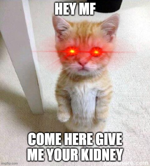 3 Days Before The Cat Steals Your Kidney | HEY MF; COME HERE GIVE ME YOUR KIDNEY | image tagged in memes,cute cat | made w/ Imgflip meme maker