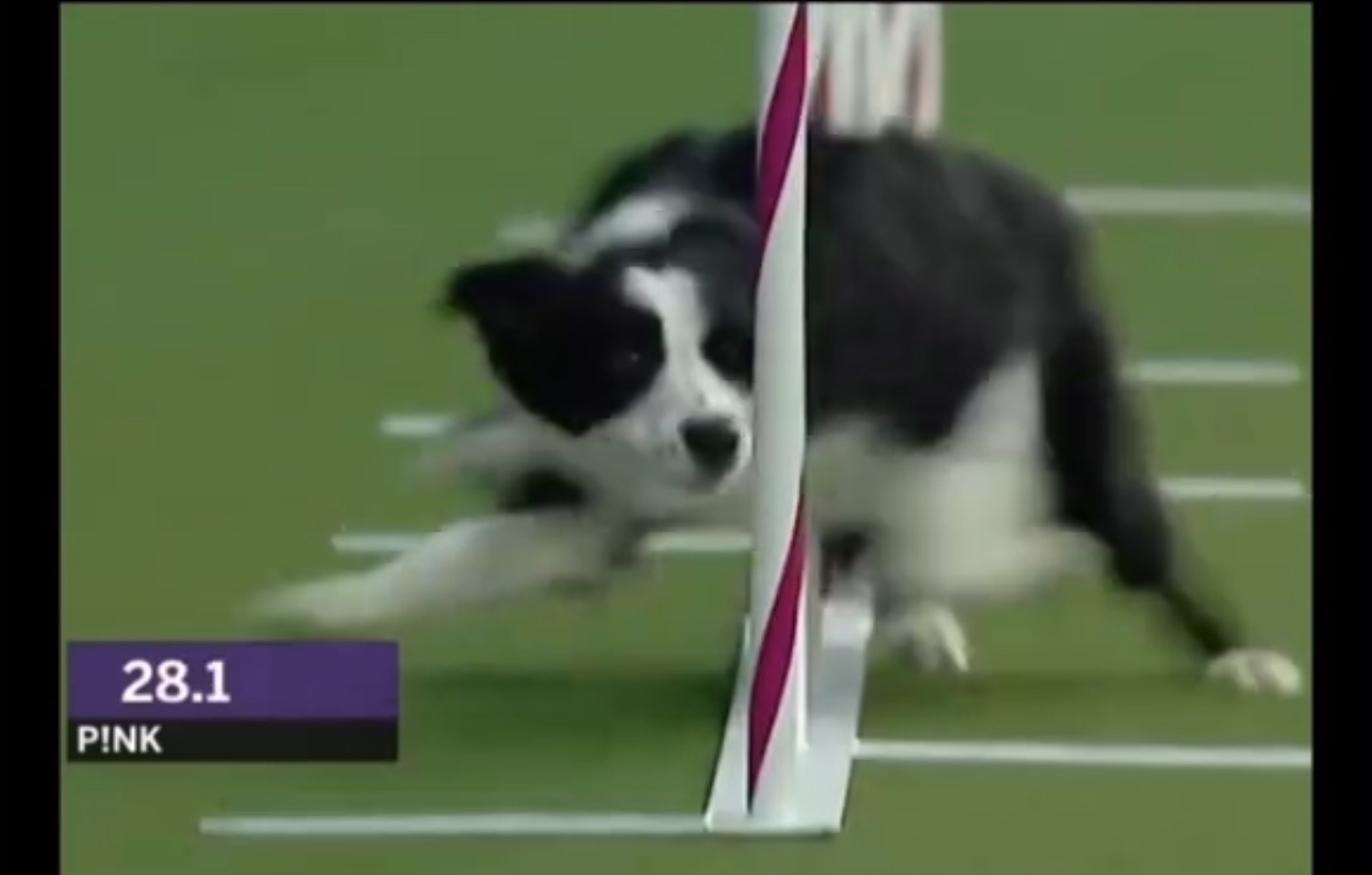 Border Collie Slalom Blank Meme Template