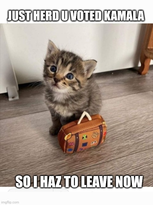 Kitty No Like | JUST HERD U VOTED KAMALA; SO I HAZ TO LEAVE NOW | image tagged in sad kitten,hater,libtards | made w/ Imgflip meme maker