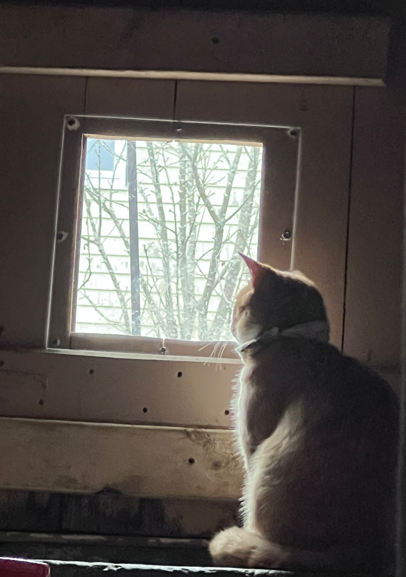 Cat in window Blank Meme Template