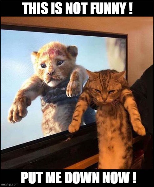 Cat Unimpressed With Lion King Comparison | THIS IS NOT FUNNY ! PUT ME DOWN NOW ! | image tagged in cats,lion king,unimpressed | made w/ Imgflip meme maker